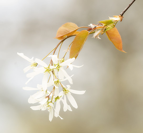 Flowering Serviceberry - New Works
