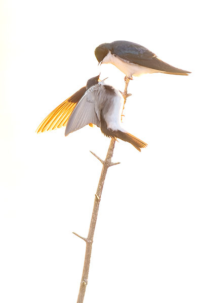 Tree Swallows In Conversation - New Works