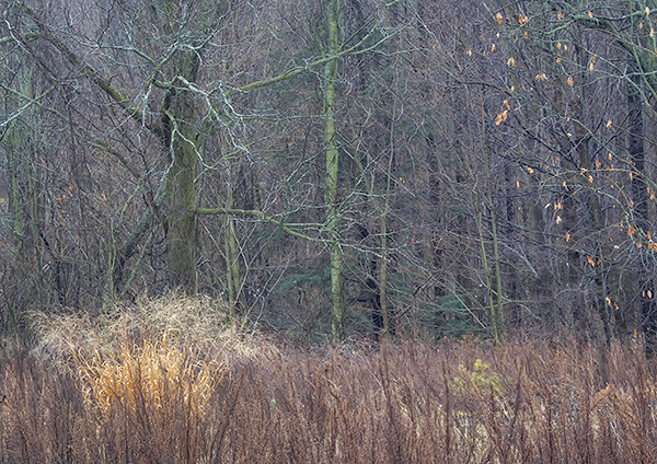 WINTER RAIN, 2017 - NORFOLK COUNTY - WINTER