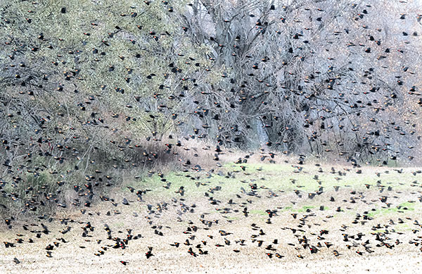 RED-WINGED BLACKBIRDS - FALL MIGRATION - LARRY'S 2017 TENSET