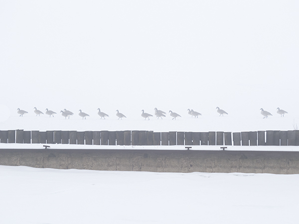 Goose Parade - PHOTO STORAGE