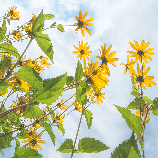 LOOKING UP - NORFOLK COUNTY - SUMMER