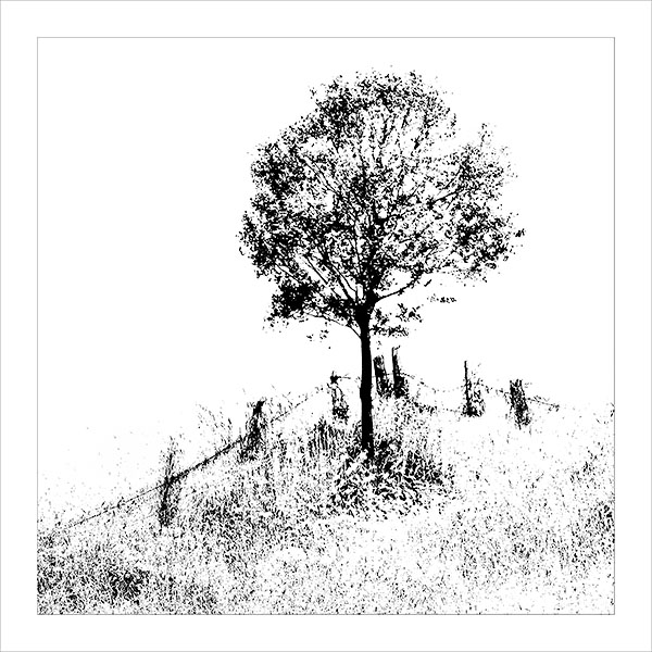 TREES WEEK #29 - 52 WEEKS - AN ENCOUNTER WITH TREES