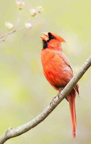 Cardinal--Spring Song - My Book of Birds