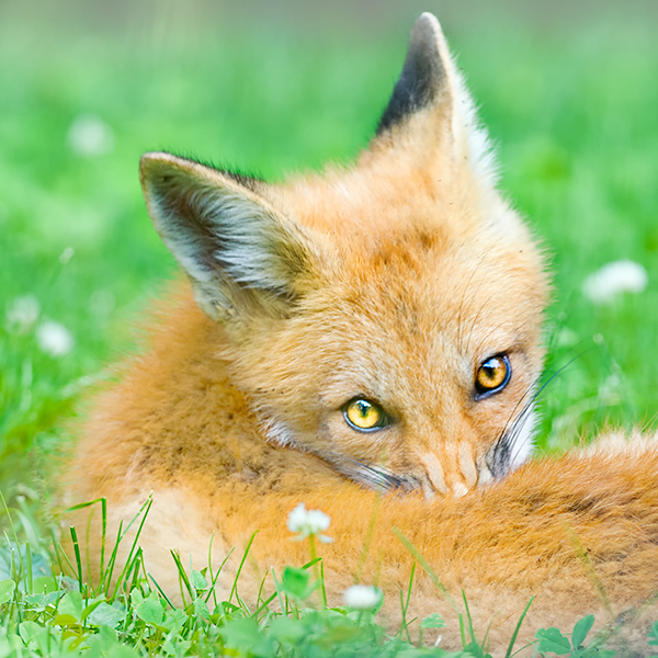 Red Fox Kit #1 - Foxes of Port Ryerse