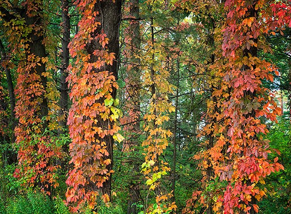 VIRGINIA CREEPER - NORFOLK COUNTY - AUTUMN