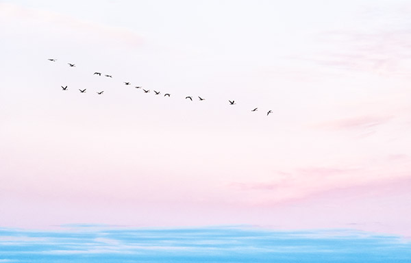 CANADA GEESE AT DAWN - BIG CREEK - PHOTO STORAGE