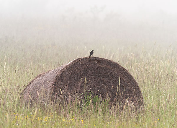 BOBOLINK IN MEADOW, JUNE 2018 - BRUCE PENINSULA - THE BRUCE, JUNE 2018