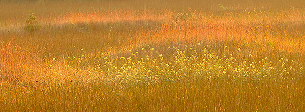 FEN - BRUCE COUNTY - THE LAND