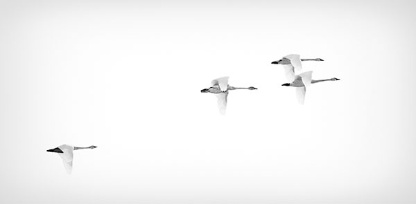 TUNDRA SWANS - LONG POINT - CREATURES