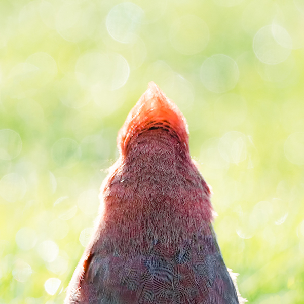 Looking Ahead - My Book of Birds