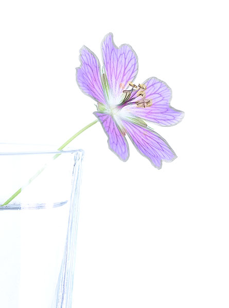 WILD GERANIUM - PORT RYERSE - FLORAL EXPRESSIONS