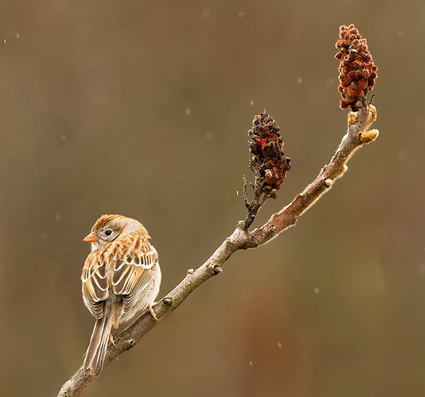 FIELD-SPARROW - New Works