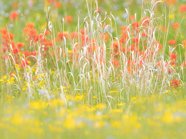 MEADOW, JUNE 2018 - BRUCE PENINSULA - THE BRUCE, JUNE 2018