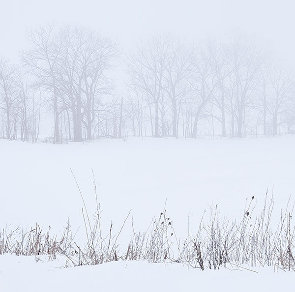 TREELINE - New Works