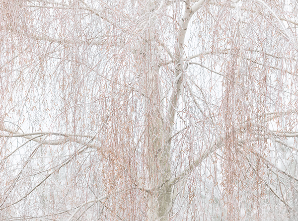 BIRCH IN ICE - NORFOLK COUNTY - AT HOME