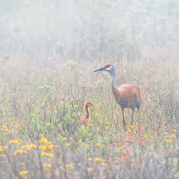 SANDHILL CRANE AND CHICK IN FOG - BRUCE COUNTY - THE LAND