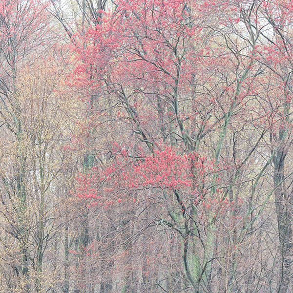 April, 2017 #7 - Norfolk County - SPRING