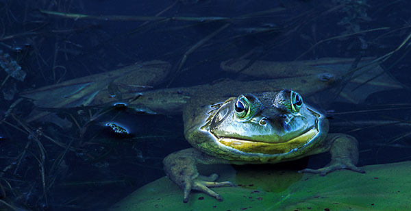 FROG- LONG POINT MARSH - CREATURES