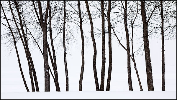 FEBRUARY TREES #2 - NORFOLK COUNTY - B&W