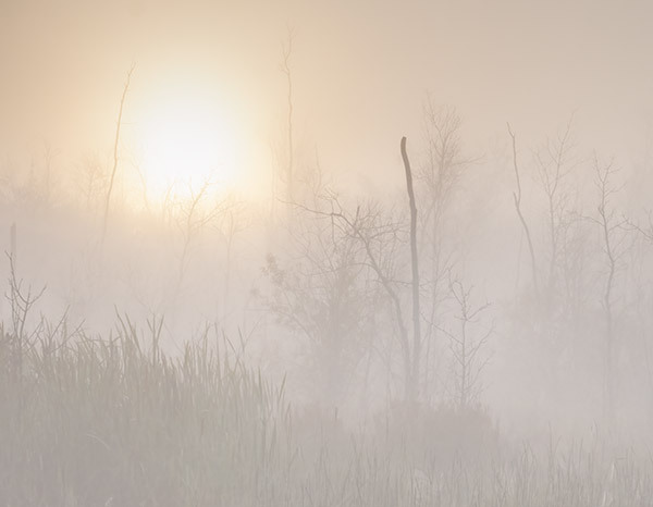 Crane Lake Dawn - New Works