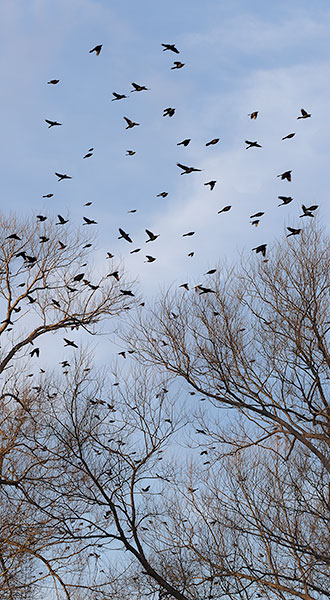 BLACKBIRDS #1 - LONG POINT - THE MARSH