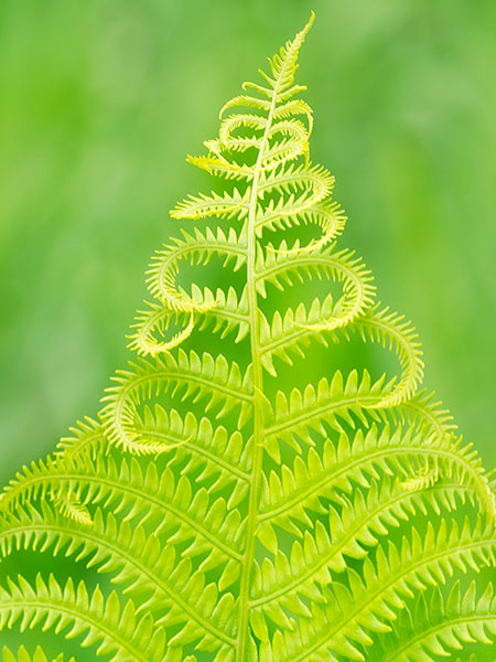FERN - BRUCE COUNTY - JUNE 2017