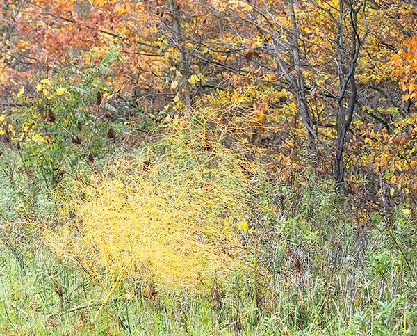 WILD ASPARAGUS - NORFOLK COUNTY - AUTUMN