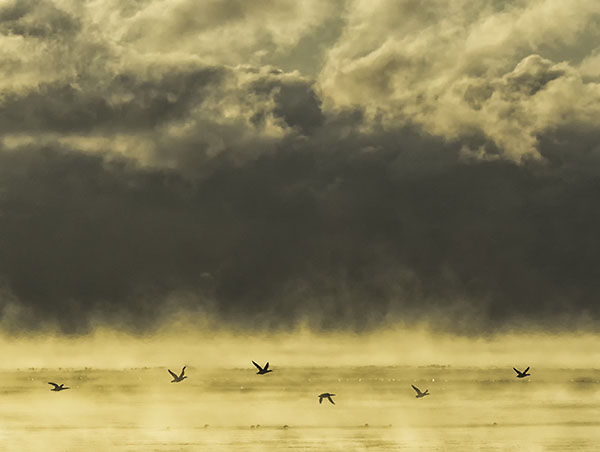 WATERFOWL AND ICE FOG, 2019 - PORT DOVER - AT HOME