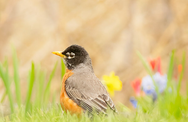 AMERICAN-ROBIN - New Works