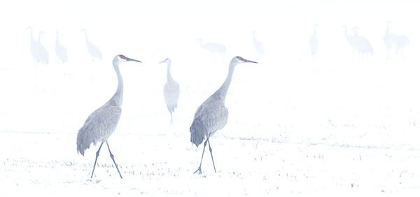 Sandhill Cranes in Winter Fog - Sandhill Cranes of Norfolk County
