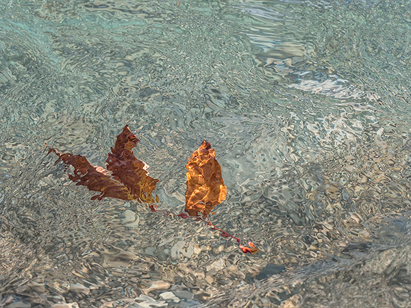 CARRIED AWAY #4 - OCTOBER, 2018 - THE BRUCE, OCTOBER 2018