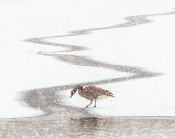 CANADA GOOSE IN SNOW STORM, 2018 - PORT RYERSE - WINTER