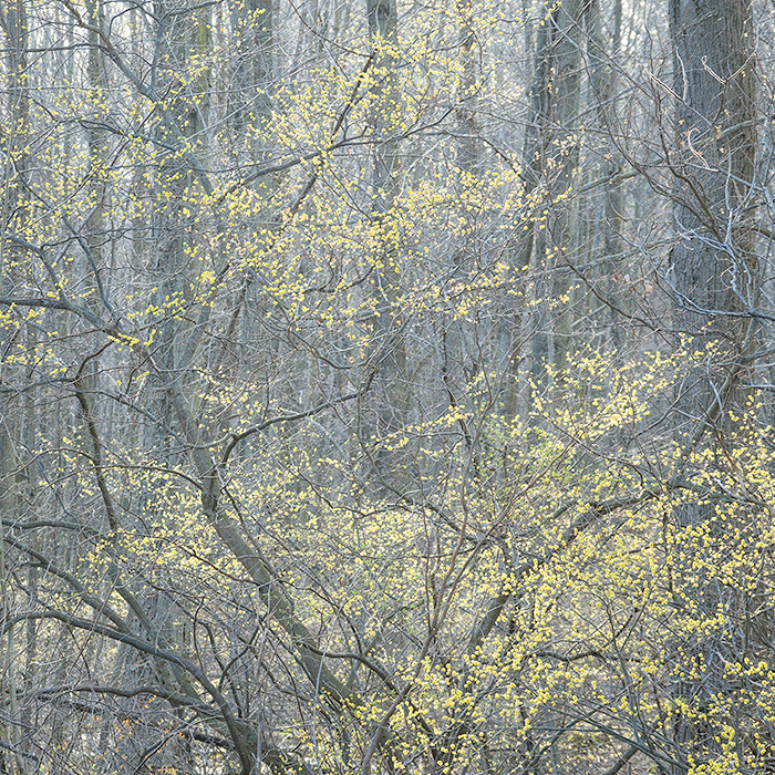 April, 2017 #12 - Norfolk County - SPRING