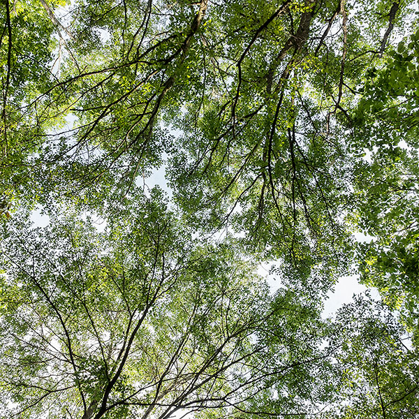 SPRING CANOPY, BEIDLER SWAMP - SOUTH CAROLINA - SOUTH CAROLINA