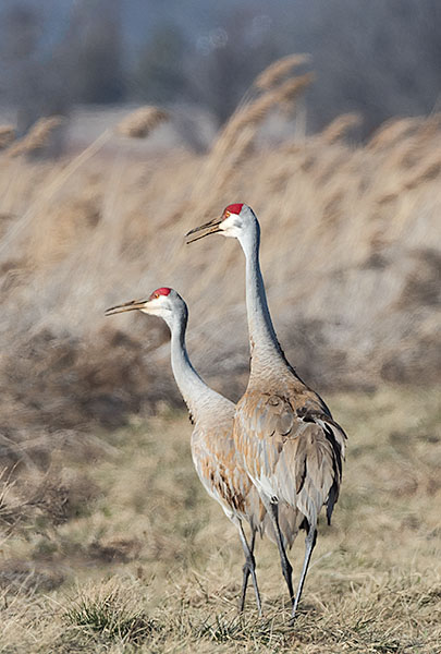 SAND HILL CRANES, MATED PAIR - NORFOLK COUNTY - THE MARSH