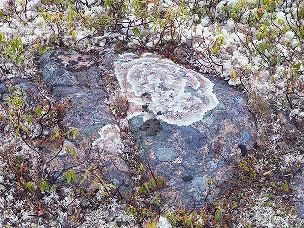 BARRENLANDS - FOGO ISLAND - NEWFOUNDLAND