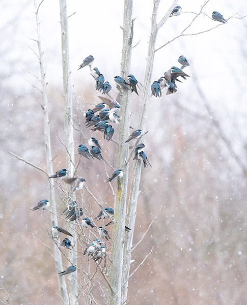 TREE-SWALLOWS--COLD-SPRING - New Works