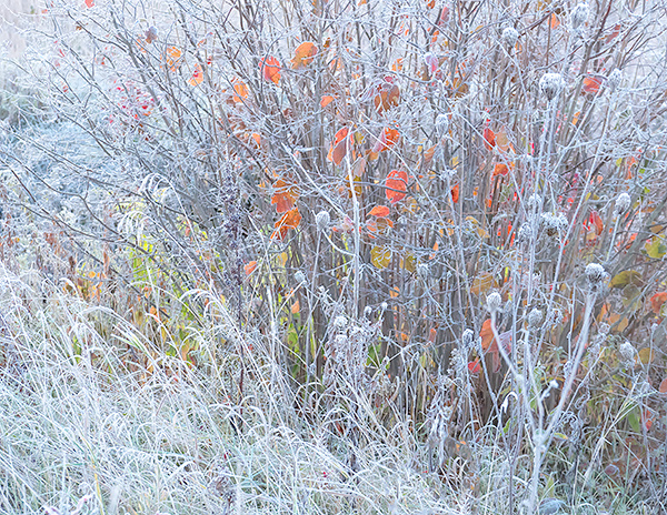 FIRST FROST - NORFOLK COUNTY - AUTUMN
