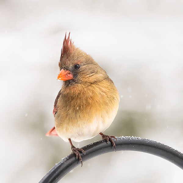 FEMALE CARDINAL, 2016 - PORT RYERSE - CREATURES
