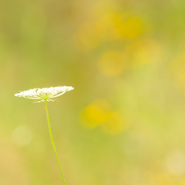 Late Summer Impression - New Works