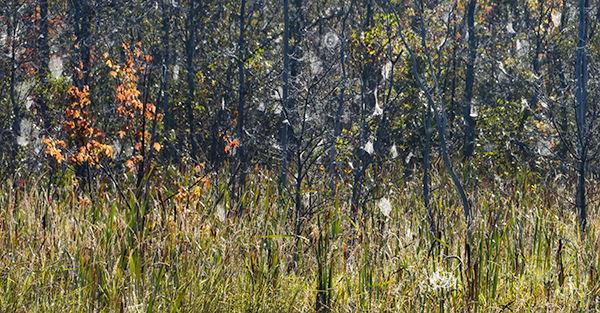 Backlit Webs #2 - Crane Lake Wetlands