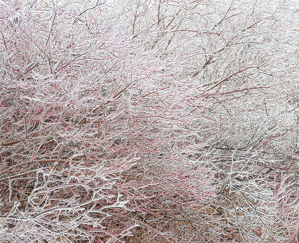 DOGWOOD IN ICE - NORFOLK COUNTY - AT HOME