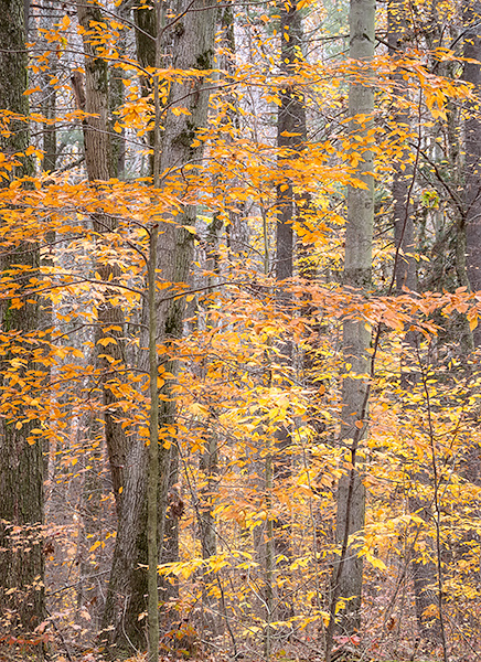 BACKUS WOODS #2, OCTOBER 2014 - NORFOLK COUNTY - BACKUS WOODS- NORFOLK COUNTY