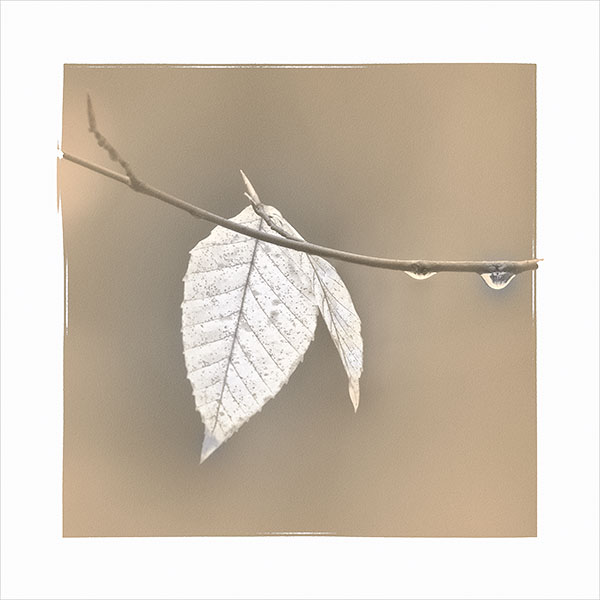 BEECH LEAF IN RAIN - BACKUS WOODS - BACKUS WOODS- NORFOLK COUNTY