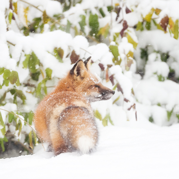 Red Fox In Snow #3 - Foxes of Port Ryerse