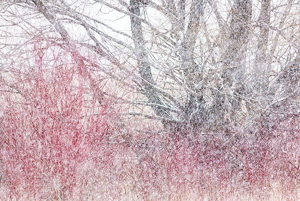SPRING SNOW STORM #6 - LONG POINT MARSH - THE MARSH