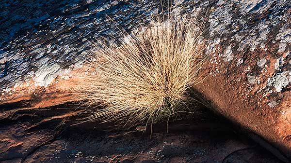 TUFT - FRANKLIN ISLAND - FRANKLIN ISLAND, NORTH -  GEORGIAN BAY