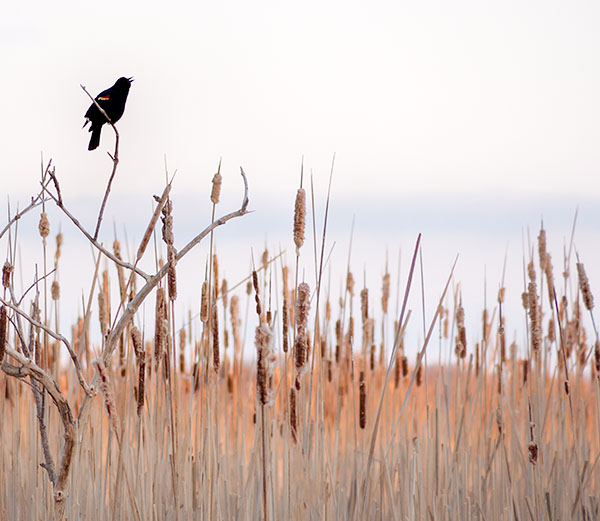 RED-WINGED BLACKBIRD - LONG POINT - THE MARSH