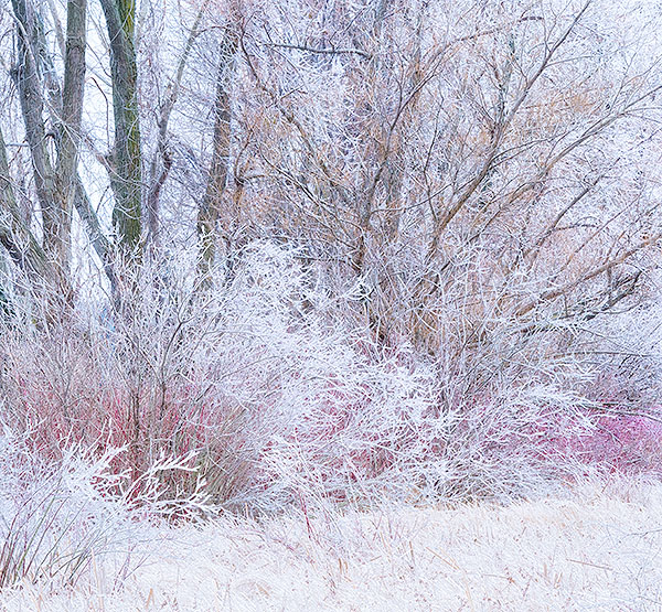 ICE STORM - LONG POINT MARSH - WINTER
